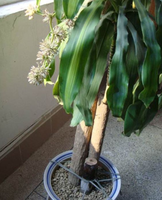 巴西铁树发蔫,巴西铁树开花太香人受不了怎么办