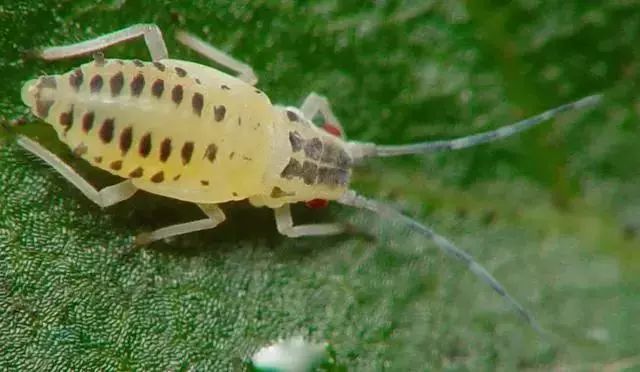 蔬菜害虫防治大全,蔬菜害虫最佳防治方法