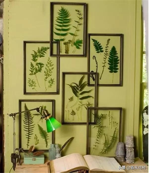 植物标本如何做简单又好看,植物能做什么手工