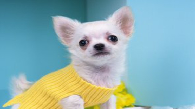 吉娃娃天生的技能,吉娃娃遛娃神器