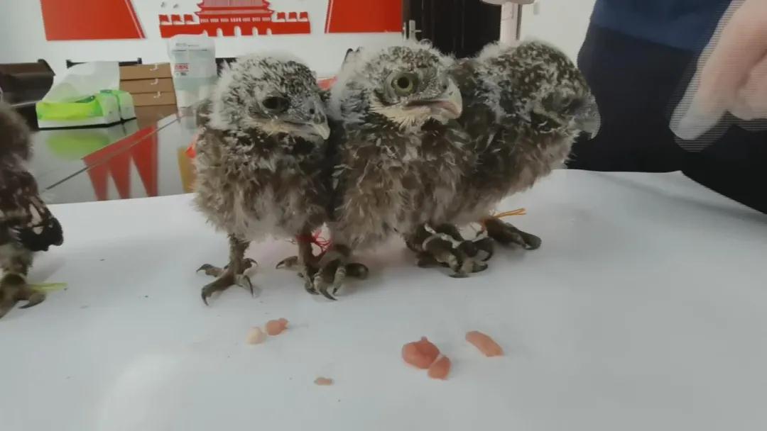 汉中洋县一农户突现四只小鸺鹠，奶爸奶妈上线饲养