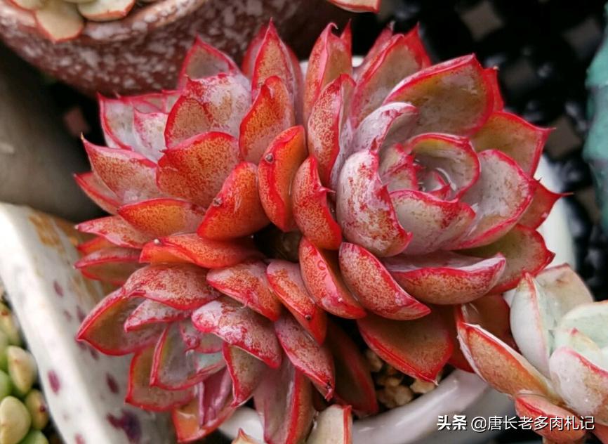 多肉越养越小还掉叶子怎么办,多肉越养越小是怎么回事