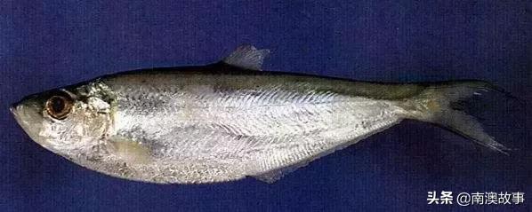 南澳渔民出海最常见的50种海鱼，都吃过，你就能退休了！