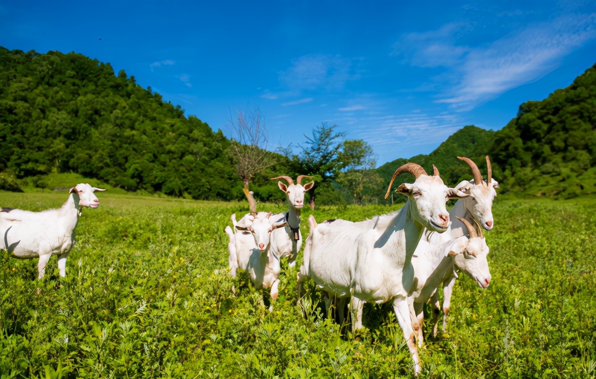 美力源羊奶第三段最低价,贝博儿羊奶粉和美力源羊奶哪个好