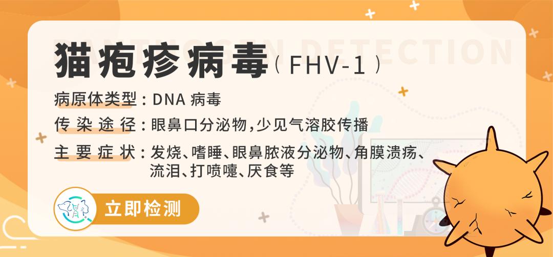 猫感染疱疹咳嗽,猫有眼屎打喷嚏怎么回事