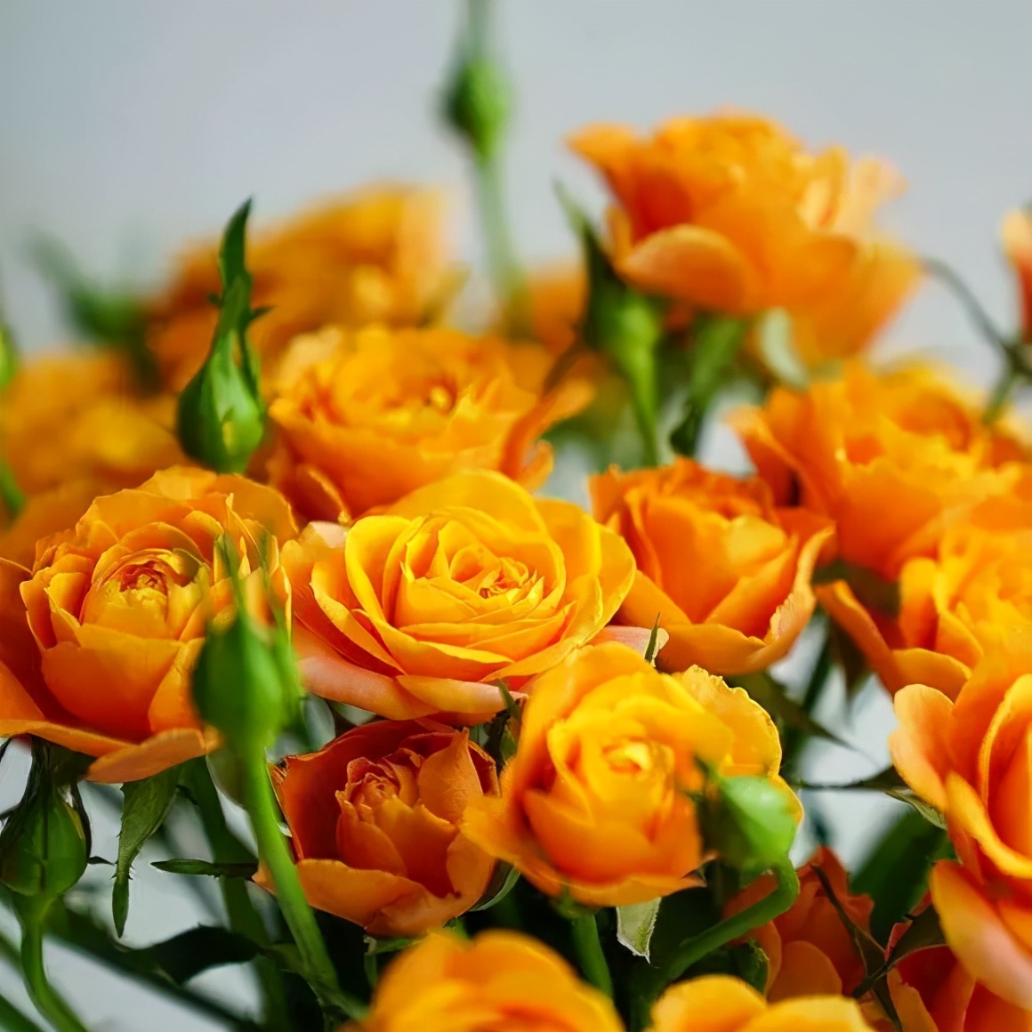 花店常用玫瑰花品种大全,一篇文章带你认识三亚40种花