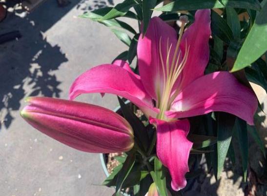 百合花该怎样养殖才能开花,百合花怎么养才能旺盛开花