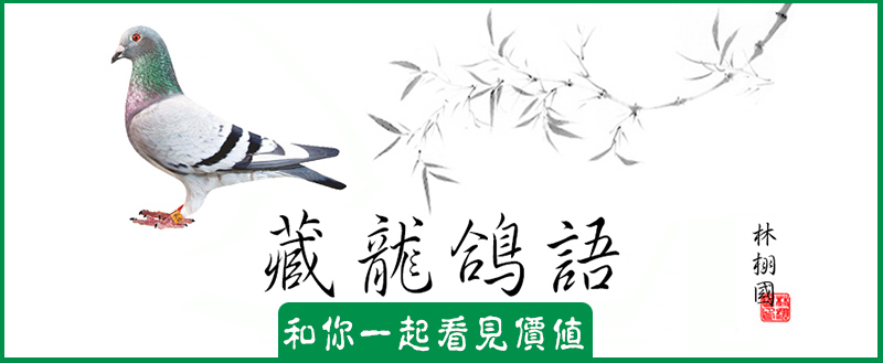 两个鸽子怎么配对,一对种鸽如何快速繁殖