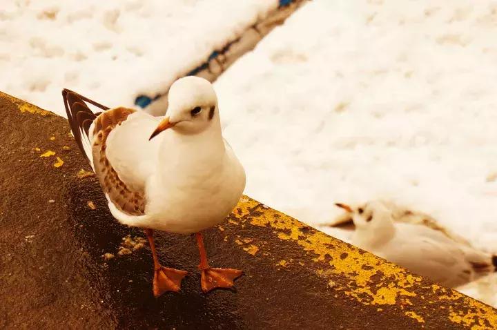 关于昆明的介绍视频,有关昆明的视频