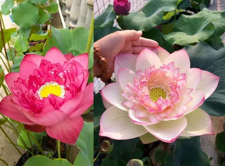 这10种花不怕晒,这3种花不能懒着养