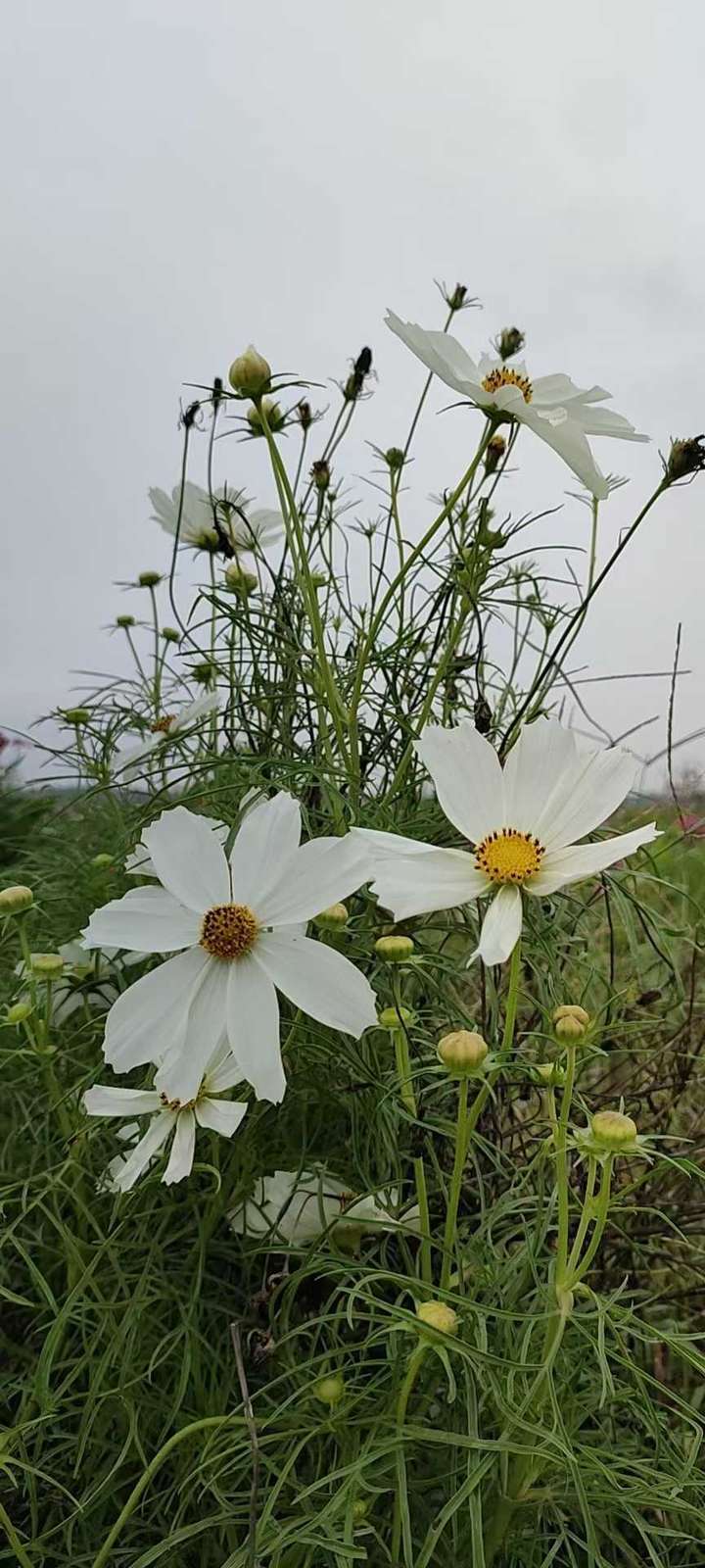 王玉芹原创回忆散文｜深深地思念，记我的启蒙老师