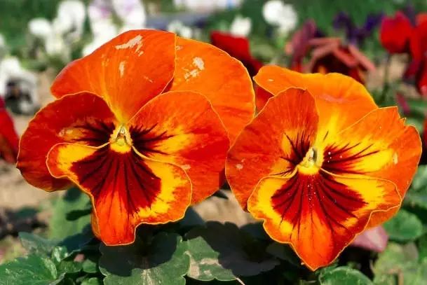 三色堇是一种花吗,鬼脸花三色堇