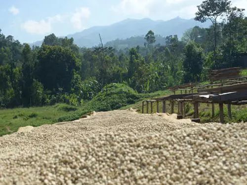 一般咖啡有哪几种咖啡,常见的十种咖啡