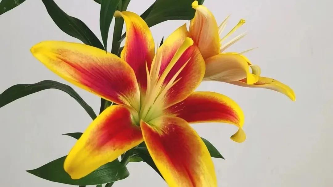 花卉市场晚上营业,今天的花卉市场