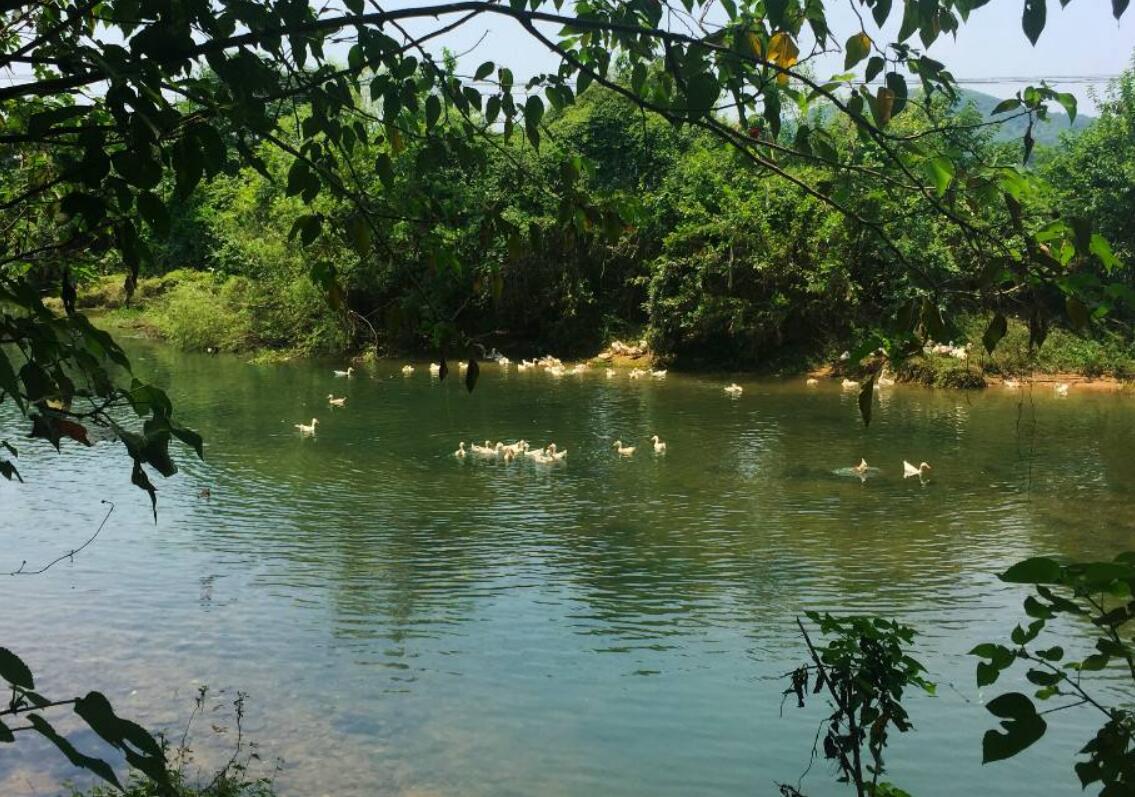 长沙洋湖发展历程,长沙洋湖湿地的历史