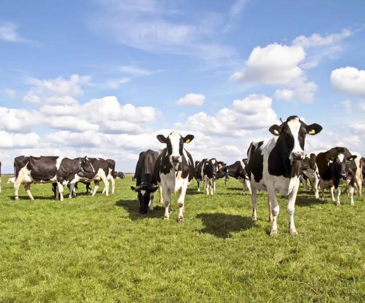 dha和opo含量高的奶粉,奶粉opo含量多少算达标