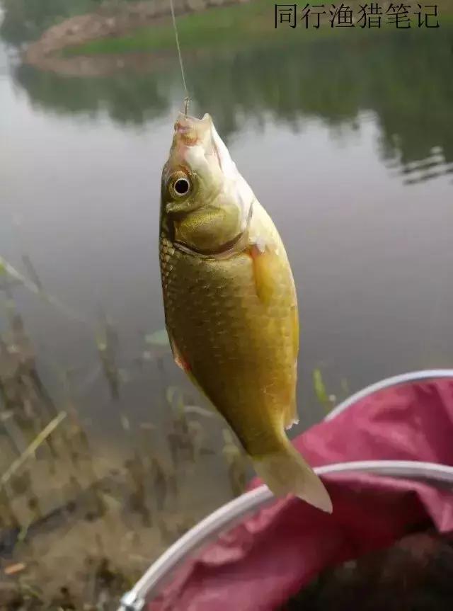 钓鱼记录2019,最新的钓鱼日记