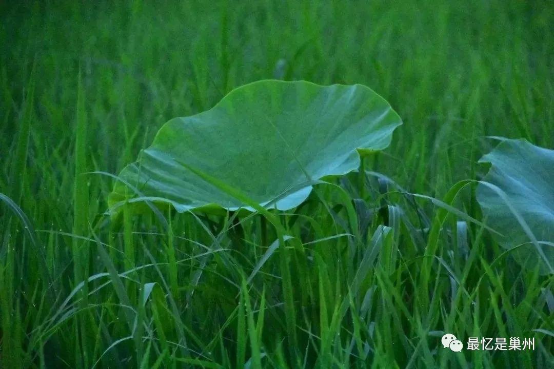 老家巢湖过年记,老家巢湖记