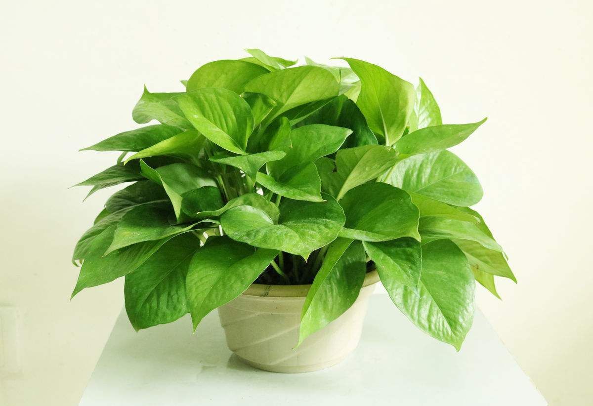 绿萝怎么养才能更旺盛叶子更翠绿,绿萝怎么养才能更旺盛不会有黄叶