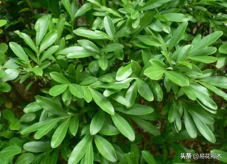 瓜子黄杨珍珠黄杨雀舌黄杨哪种好,黄杨雀舌和黑珍珠区别