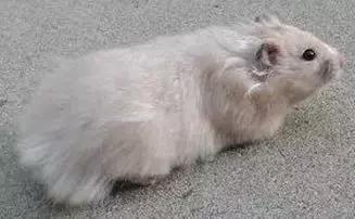 仓鼠种类大仓鼠,仓鼠的详细资料仓鼠的种类