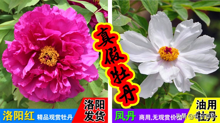 如何从根系辨别牡丹的真假,真假牡丹苗的鉴别方法