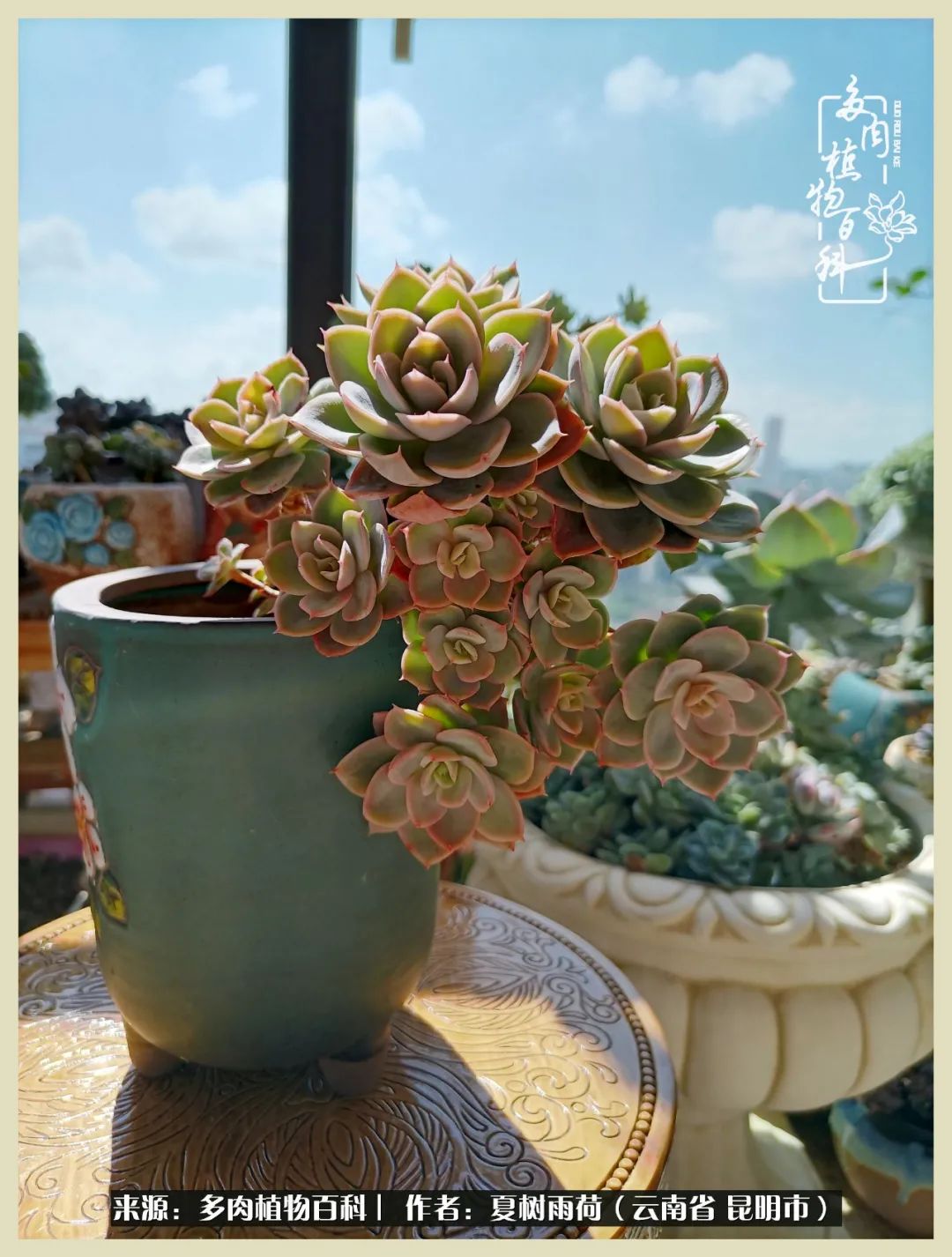 自从养了多肉有了窗台想要个阳台,养多肉10年多