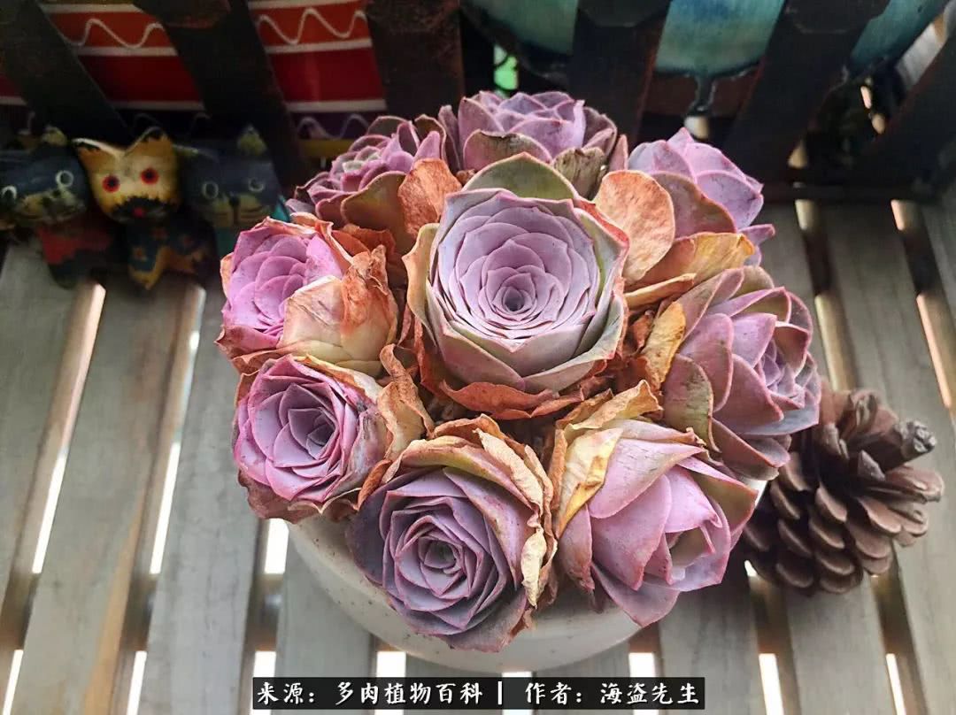 介绍多肉生长特点,多肉植物科普讲解图片视频