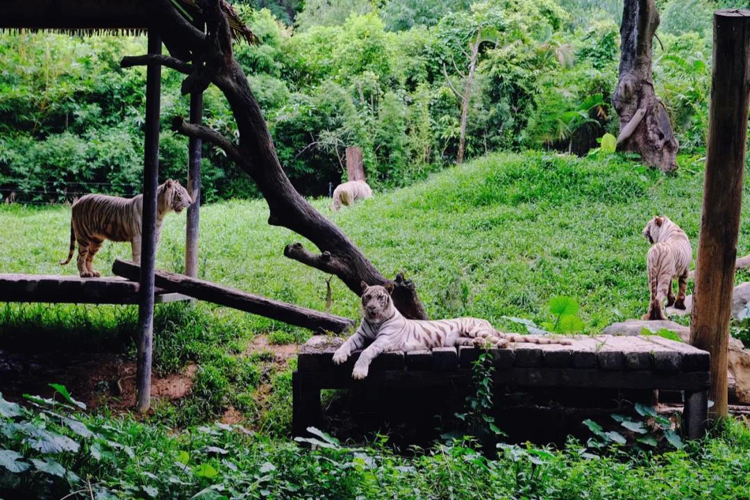 广州长隆怎么玩最划算攻略分享,广州长隆省钱攻略