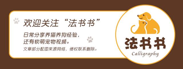 猫咪不能吃的食物一览表,猫咪可以吃的食物与不能吃的食物