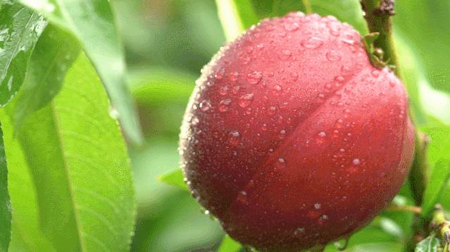 大连第一书记的故事,大连小康故事