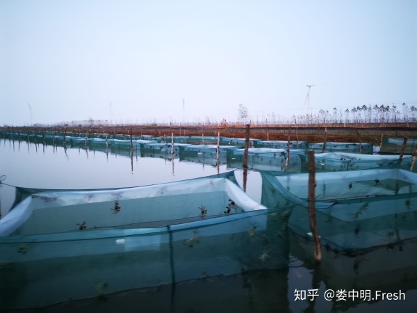 正宗阳澄湖大闸蟹几月份可以吃到,阳澄湖大闸蟹一般什么季节比较好