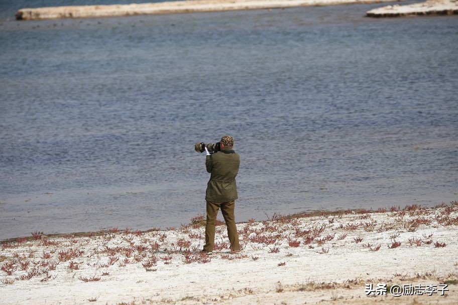 宁夏候鸟,候鸟监测简报