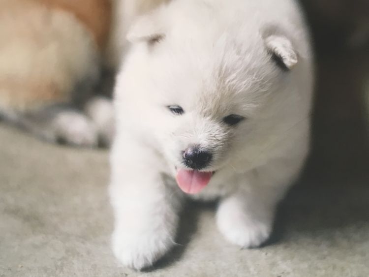 日本自由行奈良,日本秋田大馆旅游