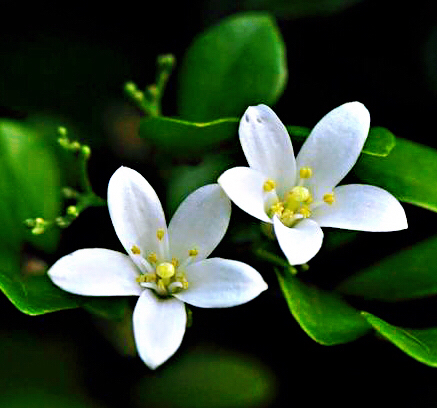 九里香木本,九里香是耐寒花卉吗