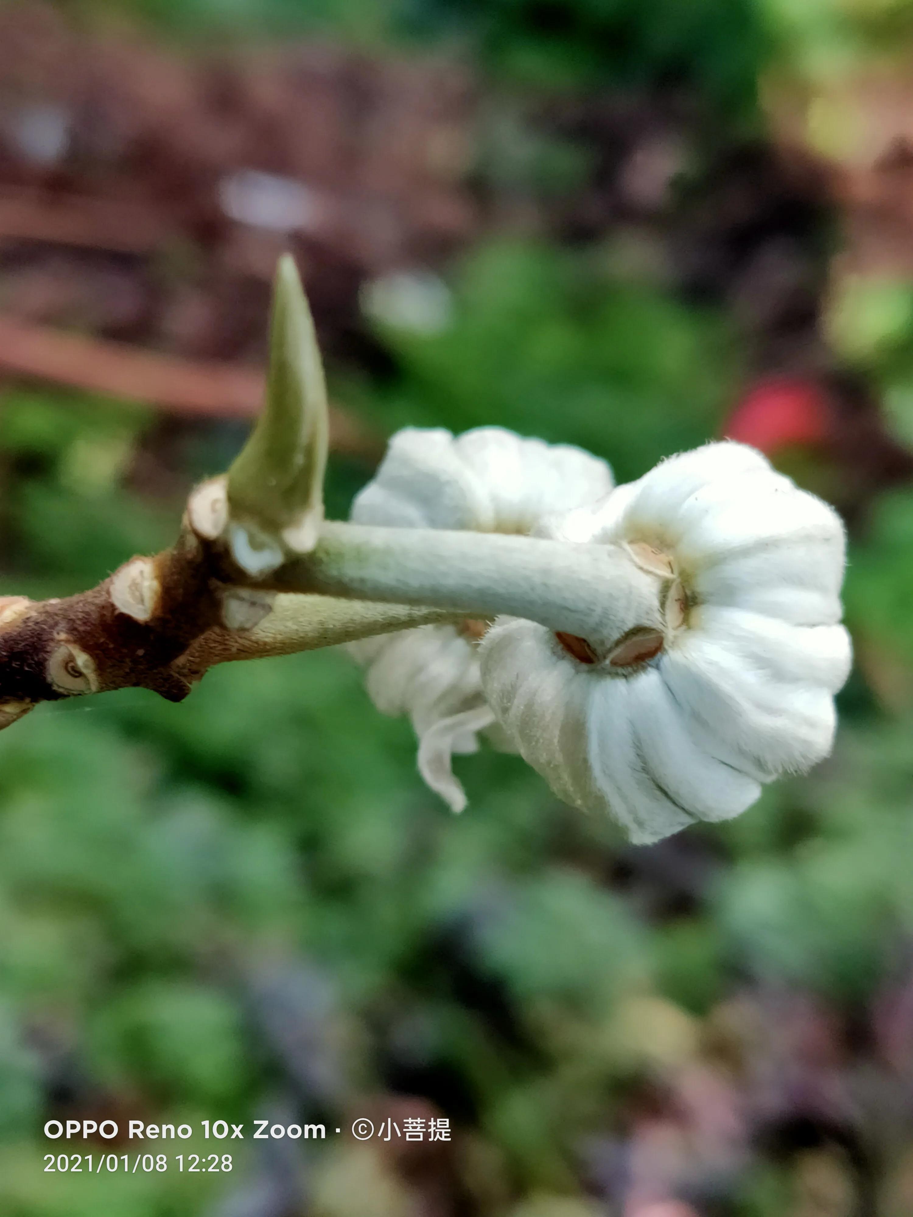 这就是爱情树,若在枝上打两个同向的结,就能得到甜蜜爱情和幸福