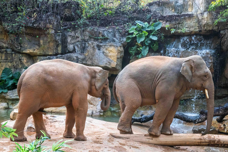 广州长隆野生动物世界旅游攻略,长隆野生动物世界攻略2-3天广州游