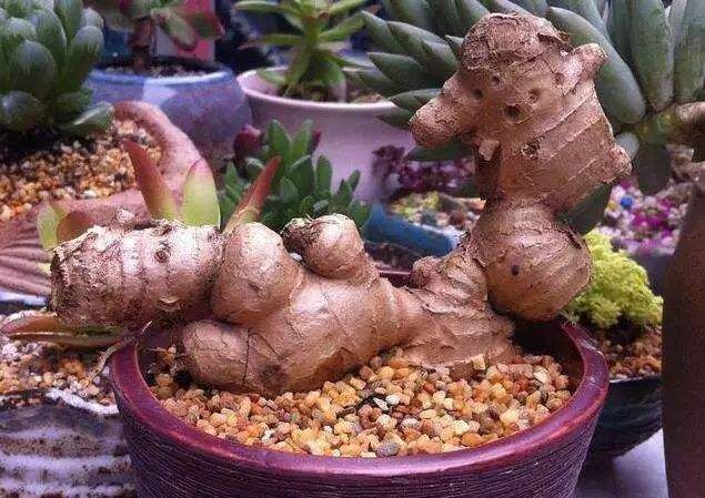 养花腻了试试“生姜”，想吃掰一块，今年生姜钱省了