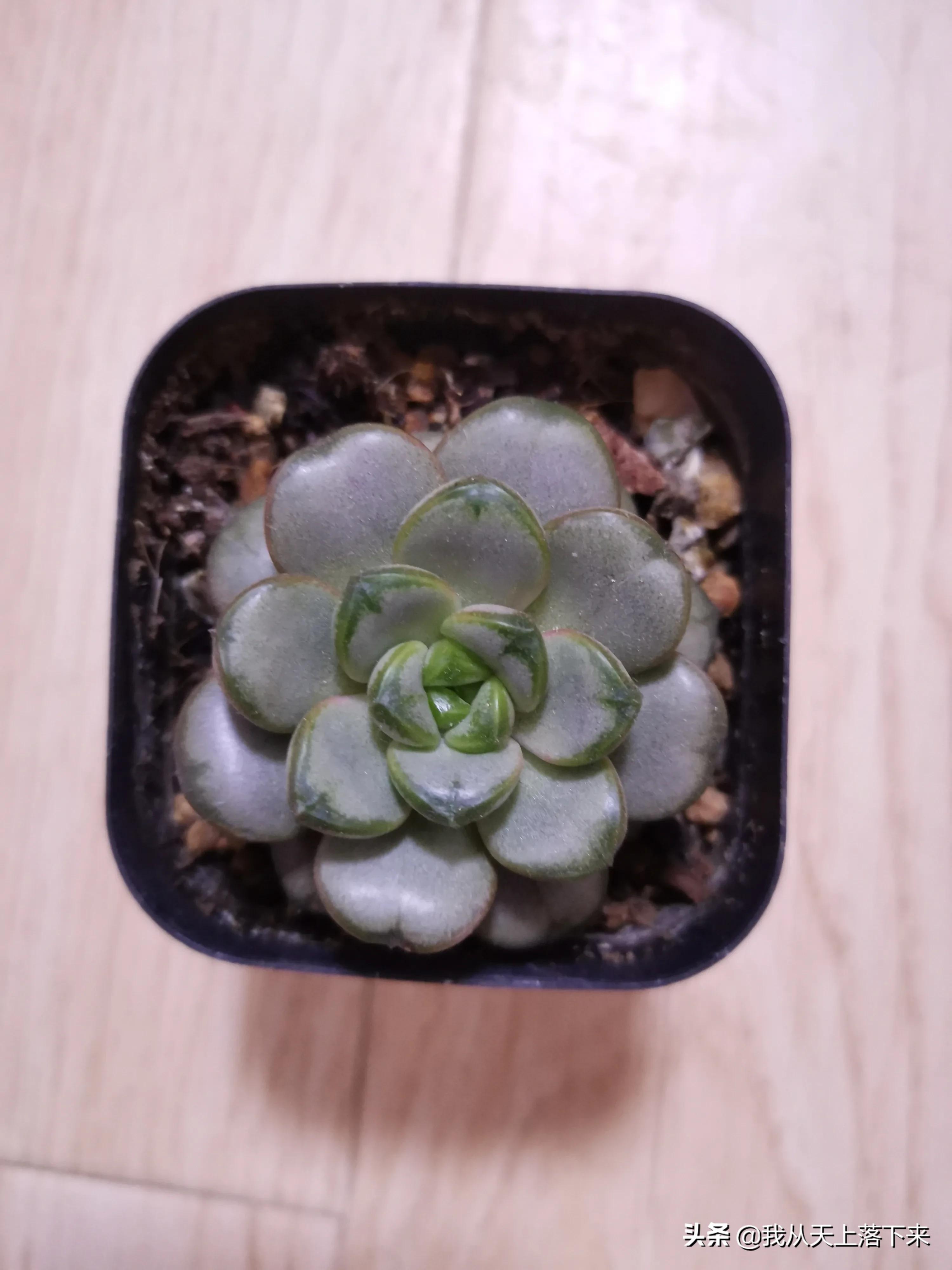 89种常见多肉植物品种图，实物拍摄，还不认识的小伙伴赶紧收藏好