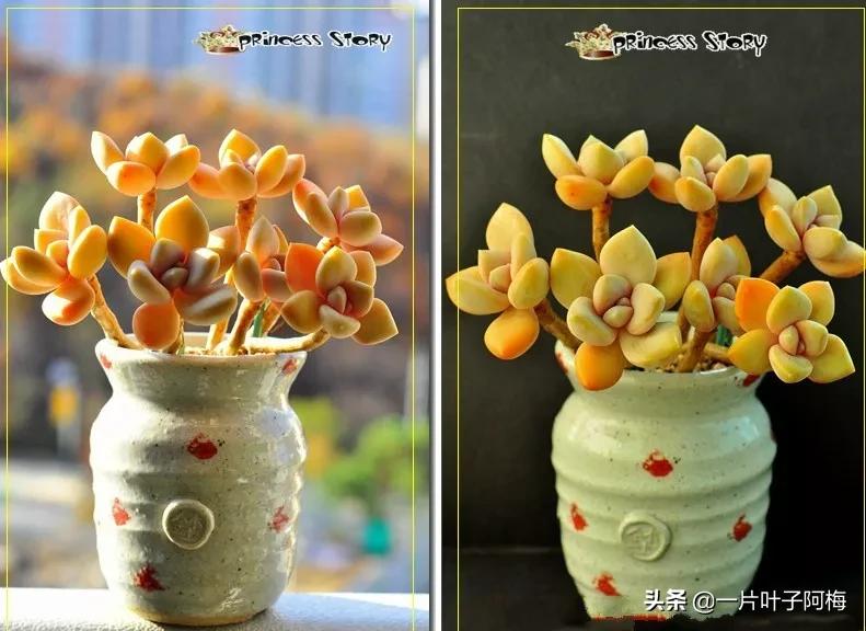 哪些多肉适合养老桩?多肉老桩摆窗台最精致了,看一眼就忘不了