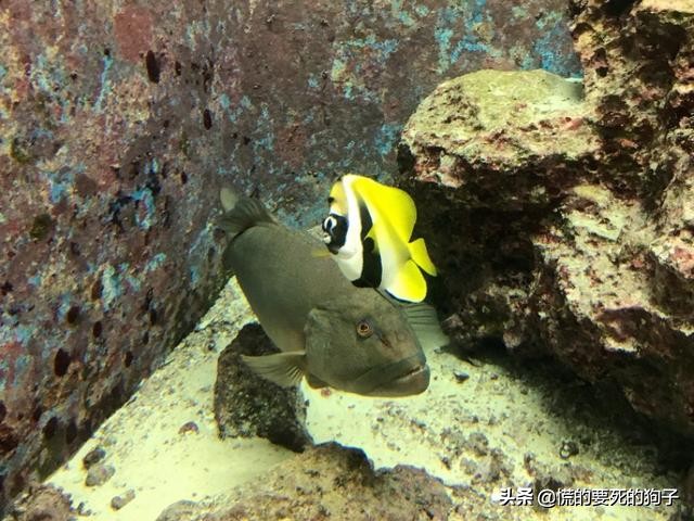 春节海洋旅游攻略,新春旅游推荐2-3天游