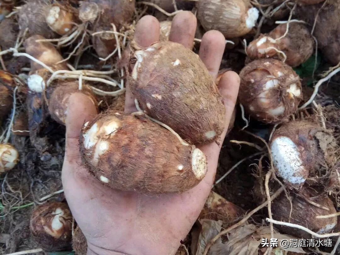 牛奶芋头好吃又软又糯,又香又软滑的芋头