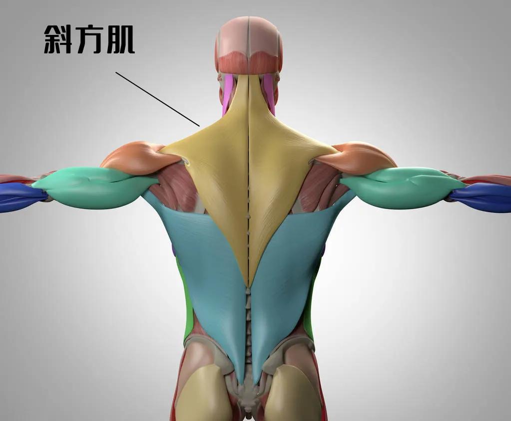 高低肩改善训练,10分钟缓解肩颈酸痛,消除斜方肌高耸