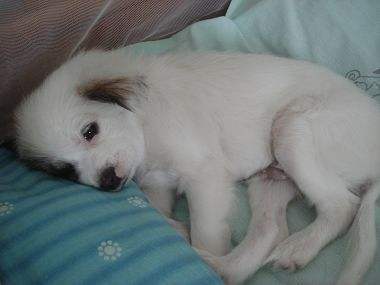 狗狗生病治疗贵不贵,狗狗50种常见疾病及治疗方法