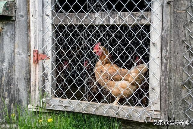 养鸡葡萄球菌病怎么治疗,鸡葡萄球菌病的综合防治技术包括