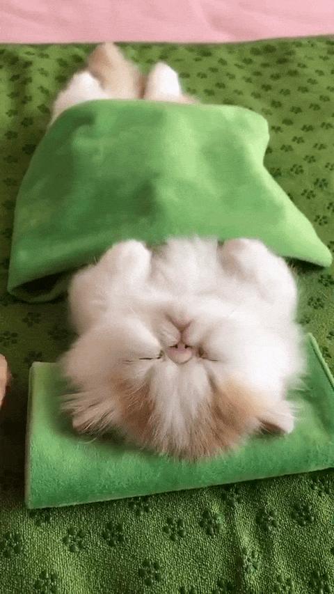 据说最近喵圈流行敷面膜，铲屎官请准备