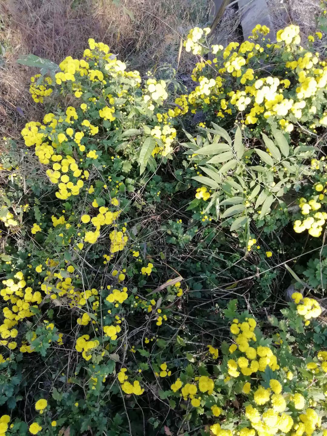 野菊花也有春天,野菊花秋天能播种么