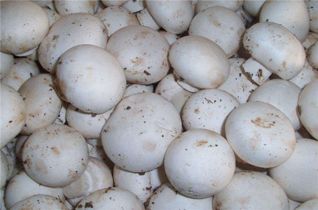 双孢菇种植技术和管理,双孢菇最简单种植方法