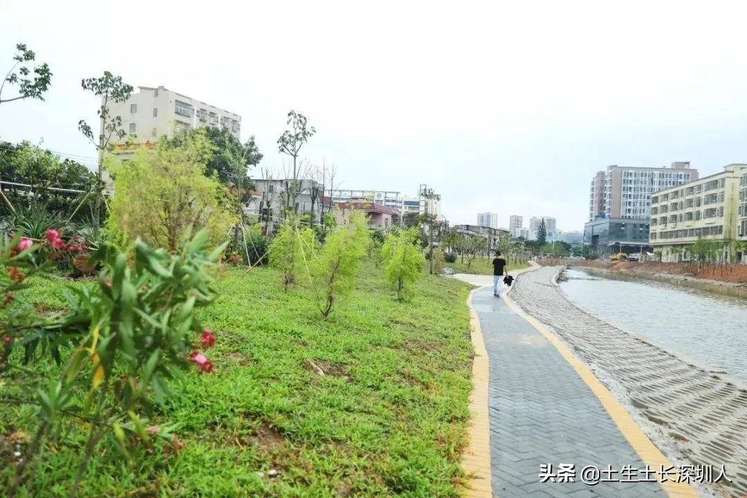 沙井是什么意思网络用语,沙井的含义是什么
