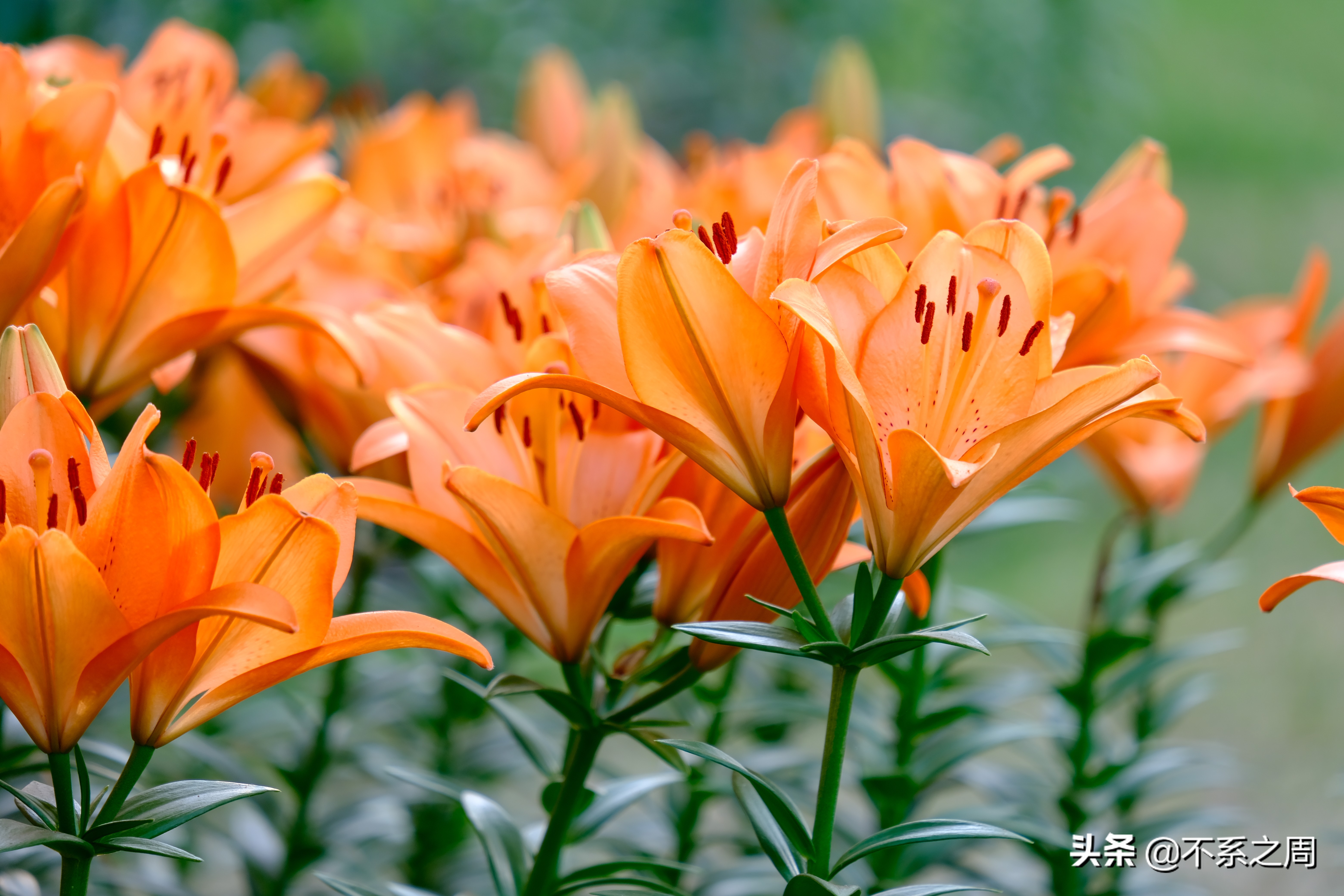 无锡梅园百合花节,无锡梅园中秋游园会
